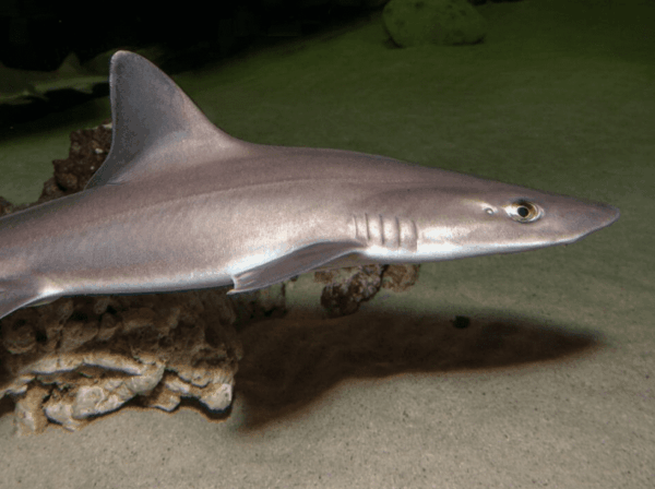 Grey Smooth Hound Shark