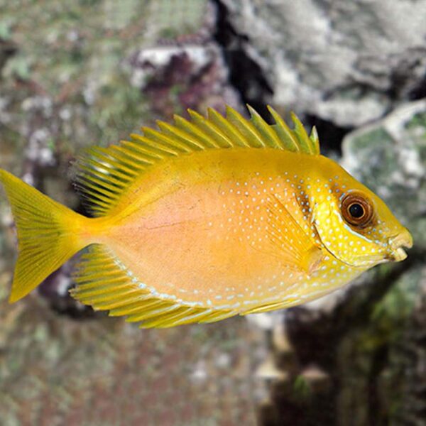 Blue Spot Rabbitfish – Aquarium Reefers