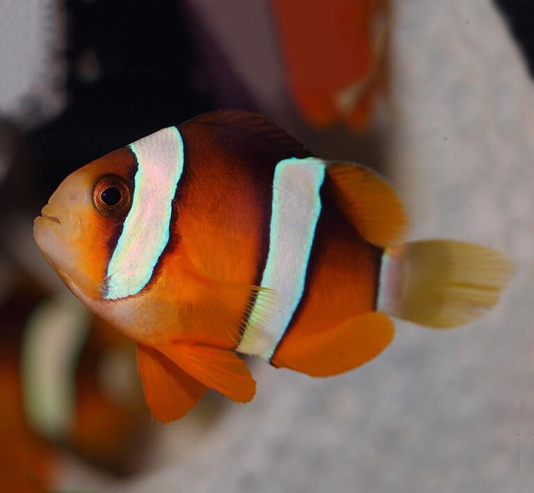 Clarkii Clownfish – Aquarium Reefers
