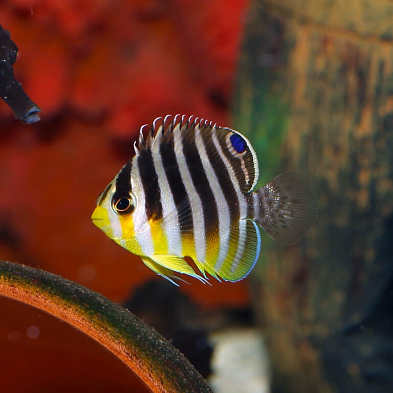 Dwarf Angelfish – Page 2 – Aquarium Reefers