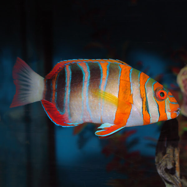 Harlequin Tusk Wrasse