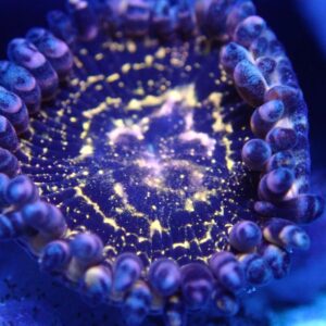 Zoanthids