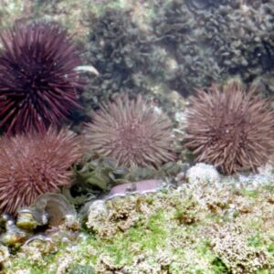 Urchins