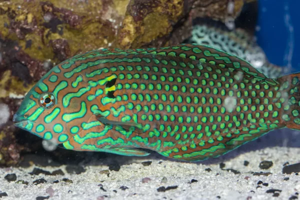 Leopard Wrasse (Green Male)