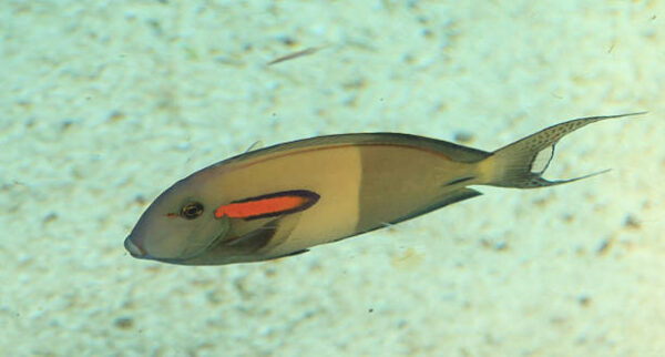 Orange Shoulder Tang Adult Show w/ Streamers