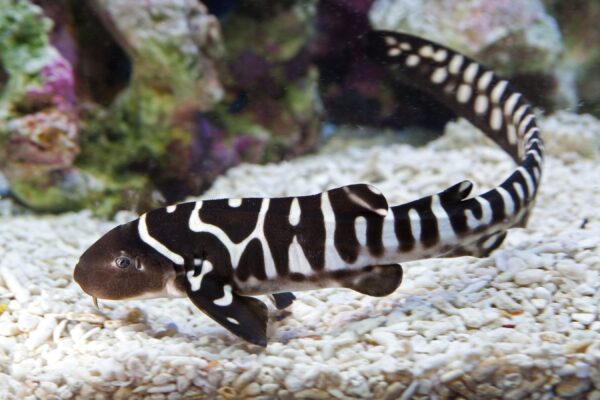 Juvenile Zebra Shark